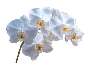 Fototapeta premium Close-up of a cluster of elegant white orchids