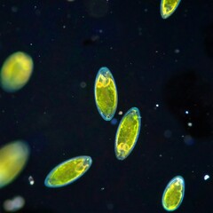 Microscopic view of algae