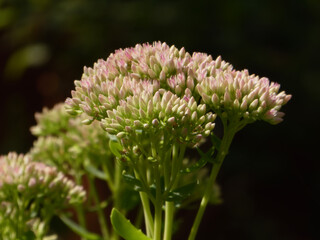 Close-up of Pink and Green Sedum Flower Buds.