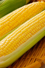 新鮮なとうもろこし　Fresh Sweet Corn