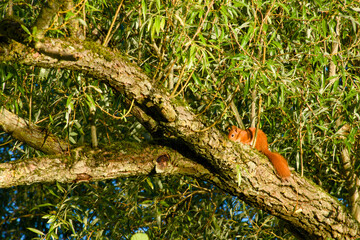 Red squirrel (Sciurus vulgaris) sitting on a tree branch