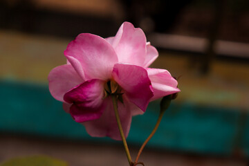 Backlit Pink Rose Bloom with Bud and Stem CloseUp in Natural Light