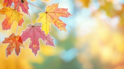 Colorful autumn leaves against a blurred background in a serene setting
