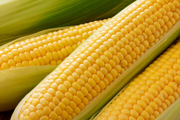 新鮮なとうもろこし　Fresh Sweet Corn