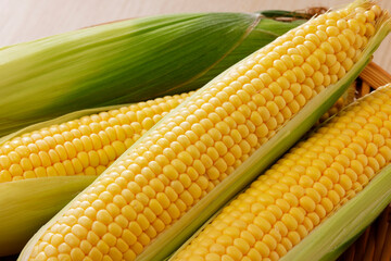 新鮮なとうもろこし　Fresh Sweet Corn