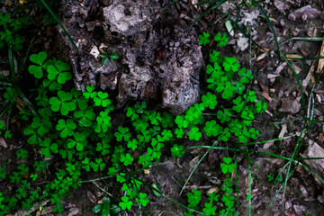 Bright Green Clovers Around a Rock on Forest Floor Seen From Above