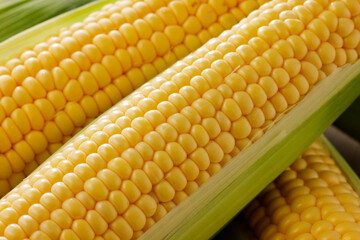 新鮮なとうもろこし　Fresh Sweet Corn