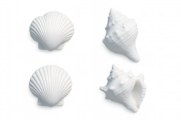 White seashells—two scallop, two conch—arranged symmetrically against transparent backdrop, highlighting delicate marine forms in minimalist aesthetic