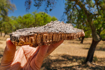 Piece of cork tree bark with corks on it. Cork oak orchard in the background.