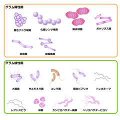 グラム陽性菌とグラム陰性菌 © トムセン少佐