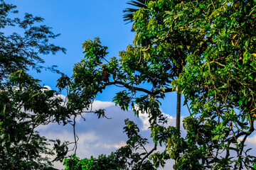 Green Tree Branches Against a Blue Sky with Scattered Clouds Outdoor View
