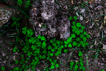 Lush Green Clovers Growing Around a Weathered Tree Stump on Rich Forest Floor