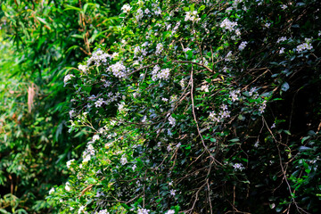 Murraya Paniculata Blossoms CloseUp of Delicate White Flowers and Vibrant Green Leaves in Sunlight