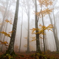Misty Autumn Forest Scene