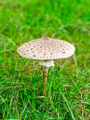 Edible Mushroom Macrolepiota procera. Close-up.