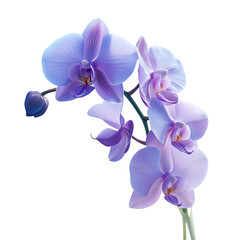 Orchid's Delicate Charm: A radiant capture of a cluster of delicate orchids, displaying the beauty of nature's artistry. The floral arrangement, bathed in gentle light.