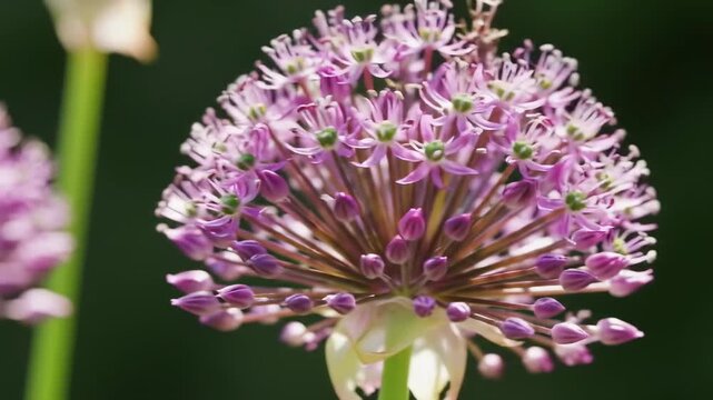 Close-up of a vibrant purple flower cluster