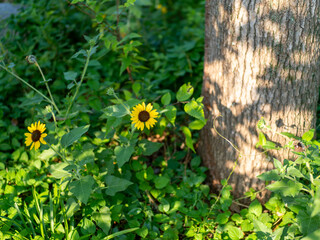 満開の小さなヒマワリ