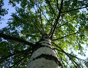 Fototapeta premium Lush green foliage crowns a towering birch tree, stretching toward a vibrant blue sky.