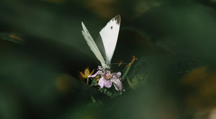 Pieris rapae