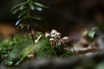 marasmius rotula