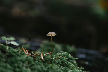 piccoli funghi