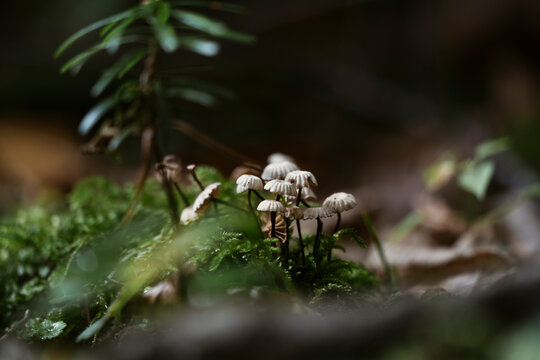 marasmius rotula