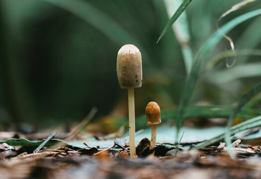 Funghi in crescita