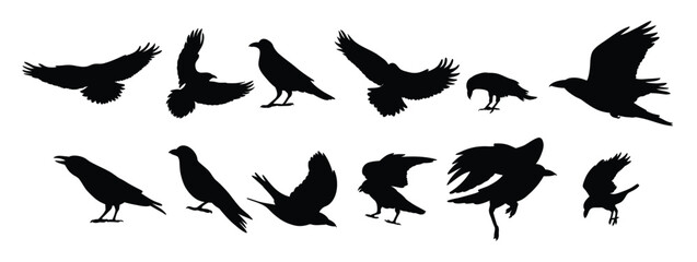 collection of crow silhouette illustrations