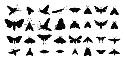 moth insect type silhouette set