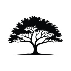 Obraz premium Majestic silhouette of a large tree with a wide canopy and detailed branches