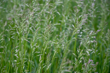 green grass in the wind