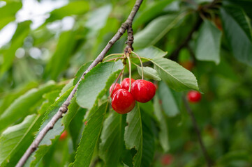 a ripe cluster of red cherries on a branch