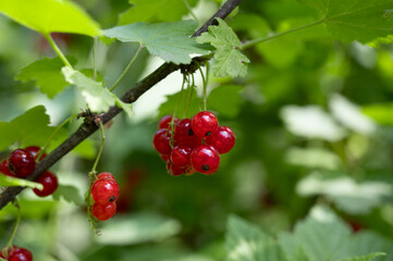 ripe red currants on the bush