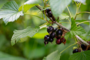 ripe blackcurrant berries on the bush