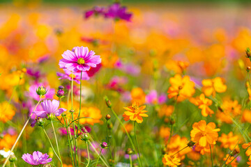 Close-up of pink cosmos flowers blooming among orange and yellow blossoms, showcasing the beauty and charm of vibrant wildflowers in nature.