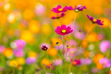 Close-up of red cosmos flowers blooming among orange and yellow blossoms, showcasing the beauty and charm of vibrant wildflowers in nature.
