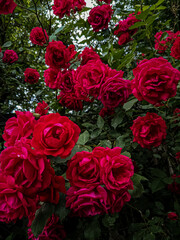 bouquet of red roses