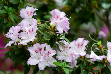 Spring blossom of the rhododendron in the close up