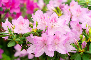 Spring blossom of the rhododendron in the close up