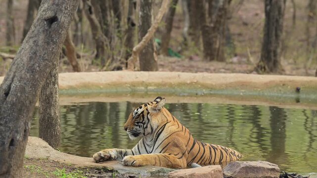 full shot of wild female bengal tiger or panthera tigris sitting in waterhole resting quenching thirst drinking water in winter season safari ranthambore national park forest reserve rajasthan india