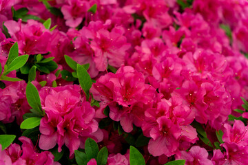 Spring blossom of the rhododendron in the close up