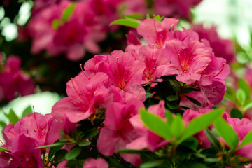 Spring blossom of the rhododendron in the close up