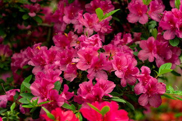Spring blossom of the rhododendron in the close up