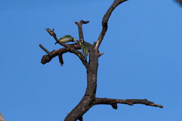 Two beautiful Copper smith barbet perched on a dry tree branch against a blue sky. Each sharing its feed.