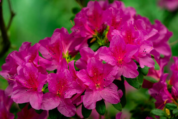 Spring blossom of the rhododendron in the close up