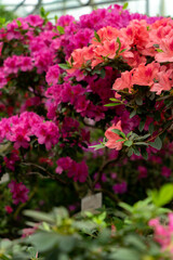 Spring blossom of the rhododendron in the close up