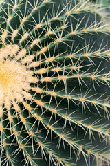 An image of prickly cactus in the close up