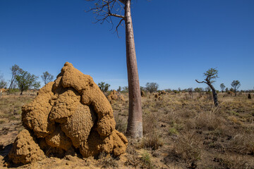 Termite mounds and trees in the Australian outback.