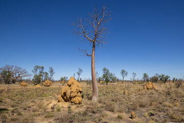 Termite mounds and trees in the Australian outback.